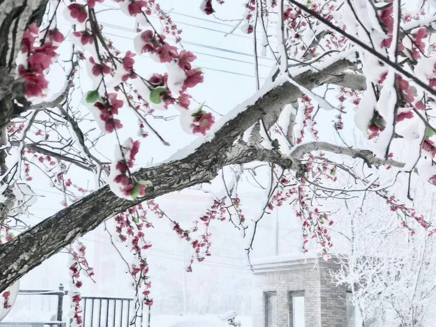 有雪的季節