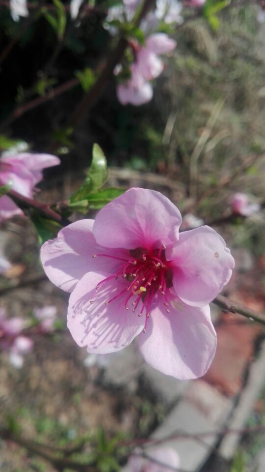 春暖花開(kāi)