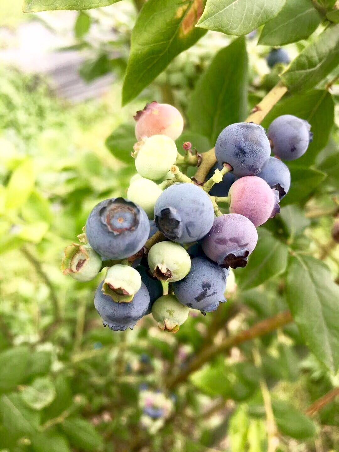 儿童节全家一起采摘蓝莓了！