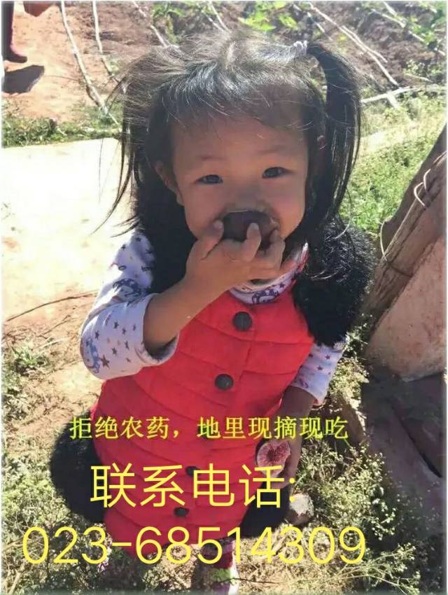 富硒无花果