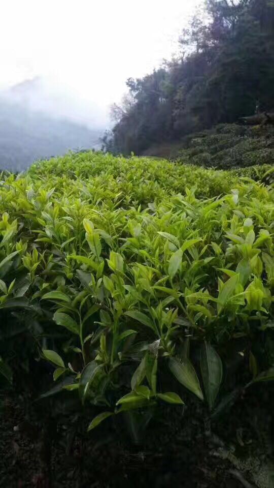 梅州阴那山云雾茶