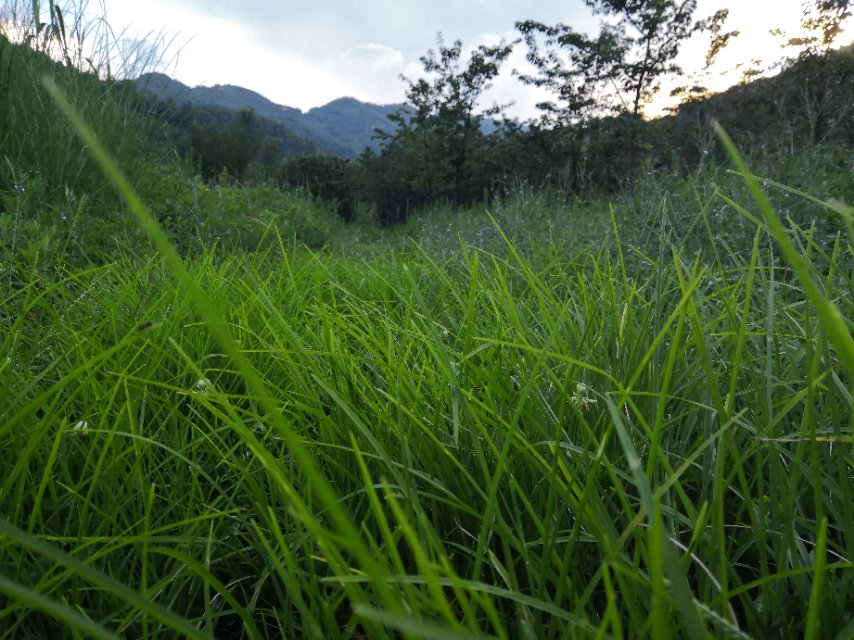 陡坡第三届樱花节邀请函