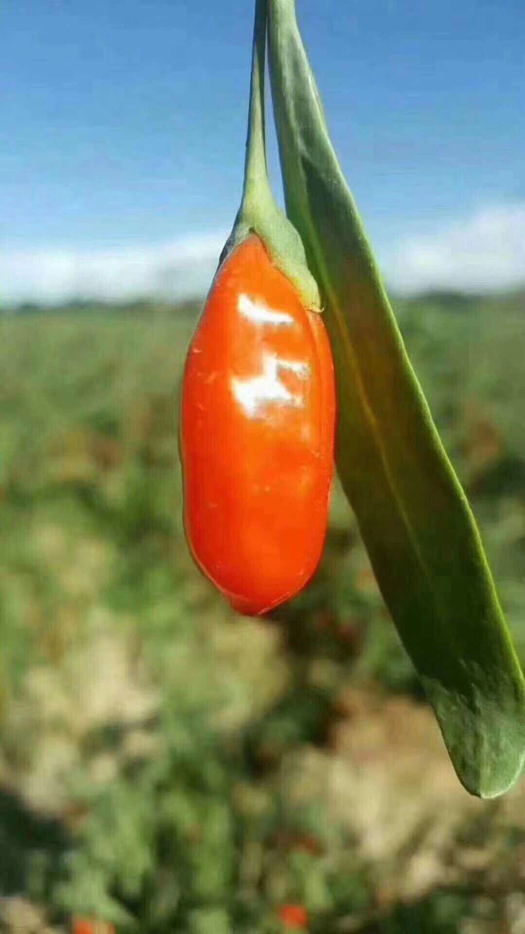 枸杞鮮果預售