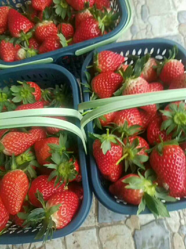 草莓新品种
