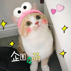 猫咪