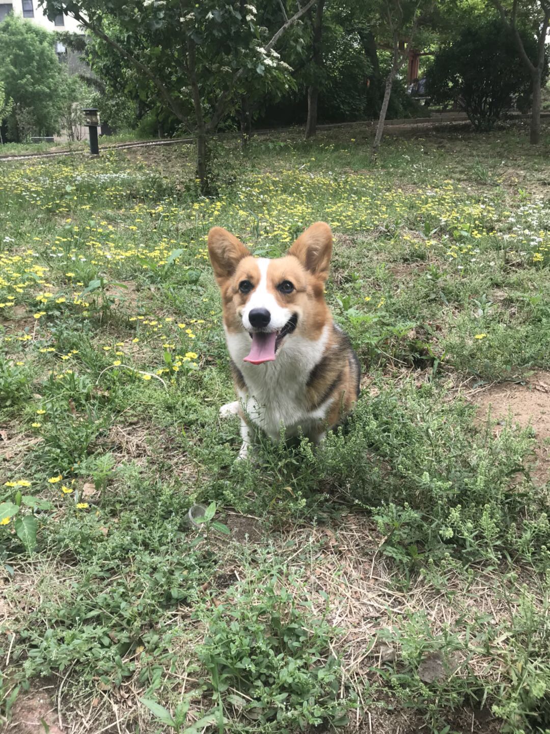 柯洋犬舍~种母莫妮卡