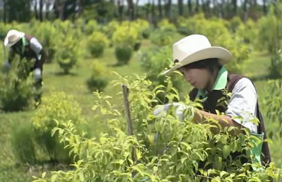 檀香价值与投资